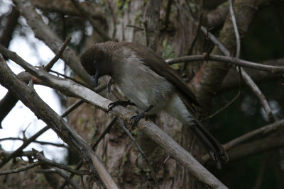 Common bulbul