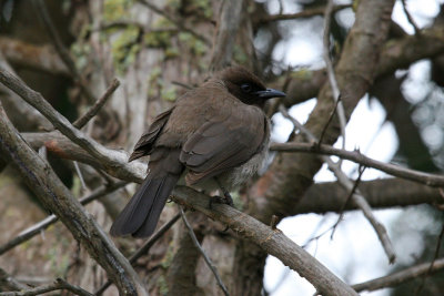 Common bulbul