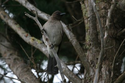 Common bulbul