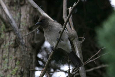 Common bulbul