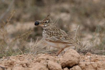 Crested lark