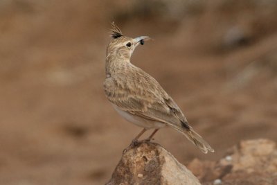 Crested lark