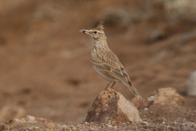 Crested lark