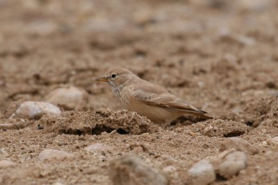 Desert lark