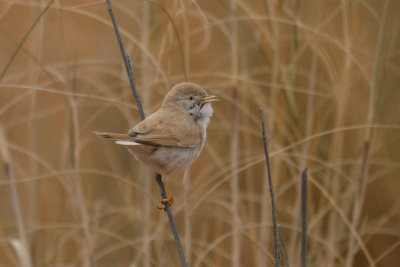 Desert warbler