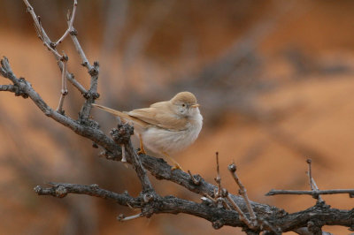 Desert warbler