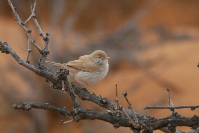 Desert warbler