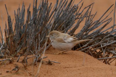 Desert warbler