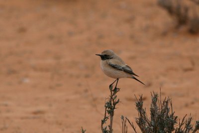 Desert wheatear