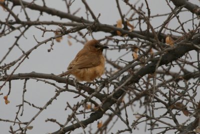Fulvuos babbler