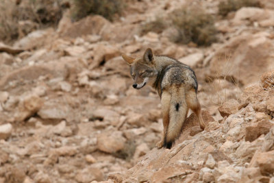 Golden jackal