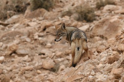 Golden jackal