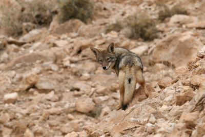 Golden jackal