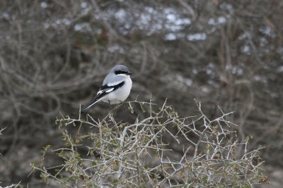 Southern grey shrike