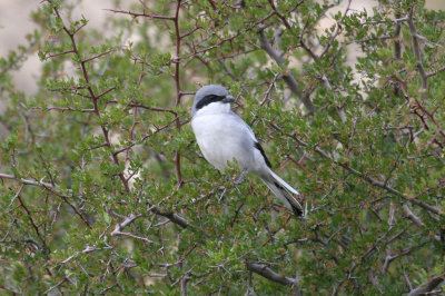 Southern grey shrike