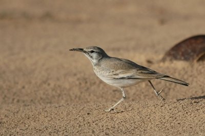 Hoopoe lark