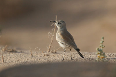 Hoopoe lark