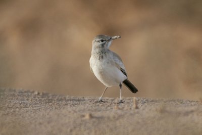 Hoopoe lark