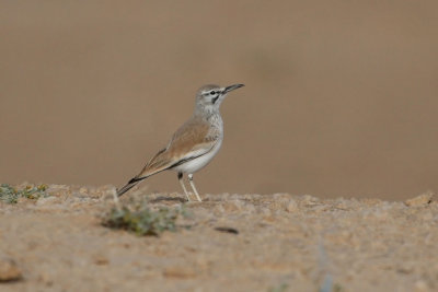 Hoopoe lark