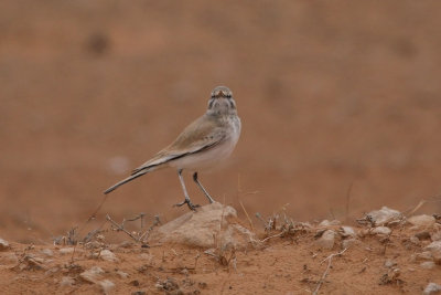 Hoopoe lark