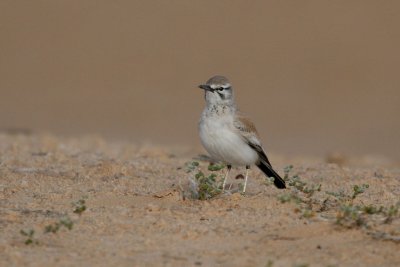 Hoopoe lark