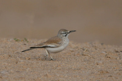 Hoopoe lark