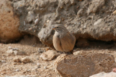 House bunting