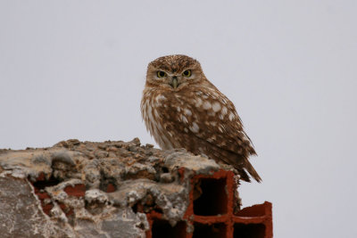 Little owl