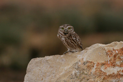 Little owl