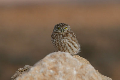 Little owl