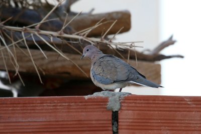 Laughing dove