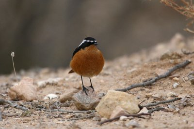 Moussier's redstart