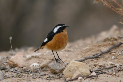 Moussier's redstart