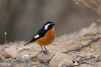 Moussier's redstart