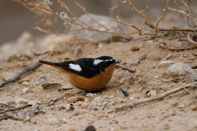 Moussier's redstart