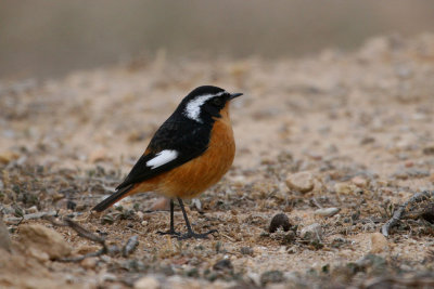 Moussier's redstart