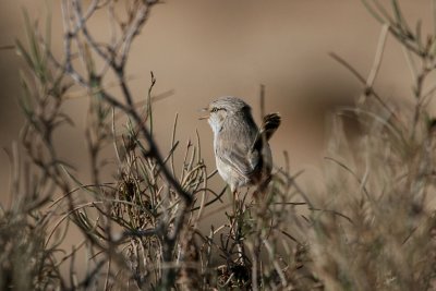 Scrub warbler