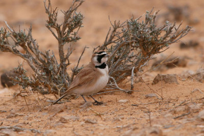 Temminck's lark