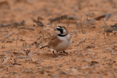 Temminck's lark