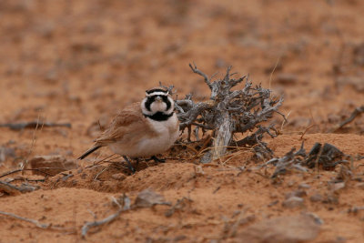 Temminck's lark