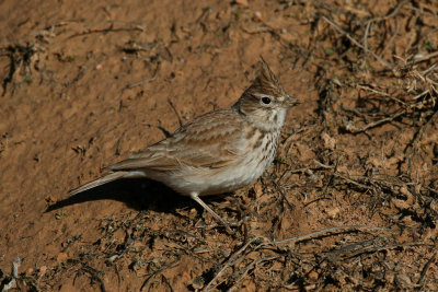 Thekla lark