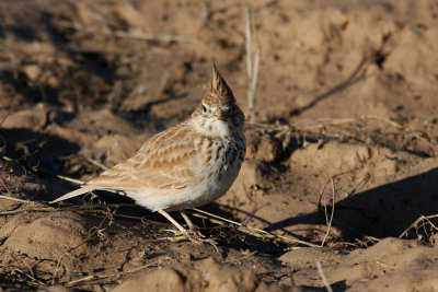Thekla lark