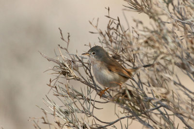 Tristram's warbler