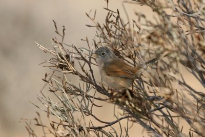 Tristram's warbler
