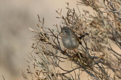 Tristram's warbler