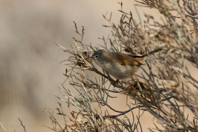 Tristram's warbler