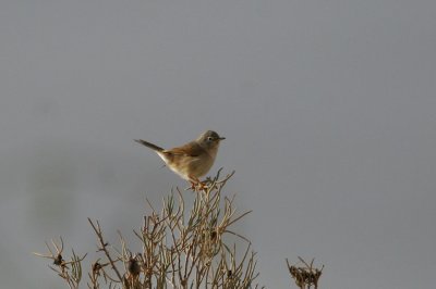 Tristram's warbler