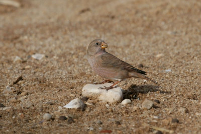 Trumpeter finch