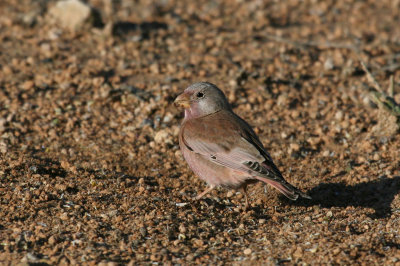 Trumpeter finch