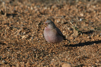 Trumpeter finch